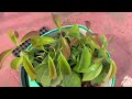 மாடித்தோட்டத்தில் பட்டை மரம் வளர்ப்பு how to grow cinnamon tree in terrace garden tamil