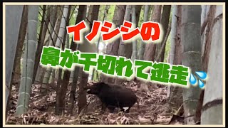 【閲覧注意】くくり罠が鼻にかかったイノシシの鼻が千切れて逃走されました🐗