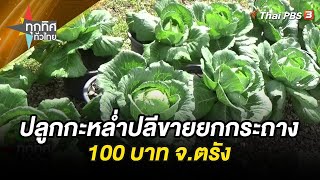 ปลูกกะหล่ำปลีขายยกกระถาง 100 บาท จ.ตรัง | ทุกทิศทั่วไทย | 22 ธ.ค. 66