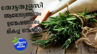 തോട്ടതുളസി എന്ന ഔഷധ സസ്യം |Health Benefits of thyme plant