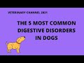 Veterinary Gastroenterology: The 5 Most Common Digestive Disorders In Dogs