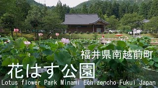 花はす公園 2018　福井県南越前町 Lotus flower Park in Minami Echizencho Fukui Japan