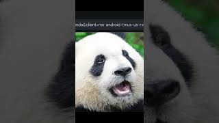 Le Panda #funny #memes #funnymemethatwillmakeyouloug #humor #random h