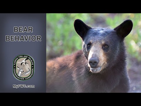 Are Florida black bears aggressive?