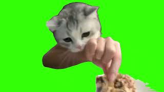 猫ミーム catmeme GB素材 greenscreen #猫ミーム #猫meme #猫マニ #catmemes