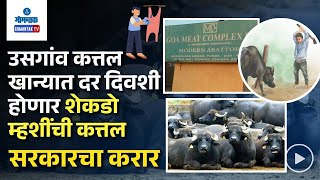 Usgao Buffalo Slaughter - उसगांव कत्तल खान्यात आता दर दिवशी होणार शेकडो म्हशींची कत्तल | Gomantak TV