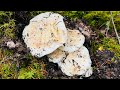 Săn trúng Đồi Thông toàn Nấm TÙNG NHUNG Búp Ú Nụ hái mê 🇨🇦1921》Matsutake/Pine Mushrooms