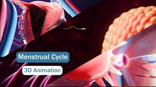 The Menstrual Cycle – 3D Medical Animation