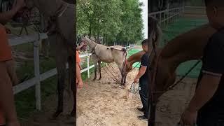 Home Of Animal-Best Wild Horses Mare Compilation Videos #719