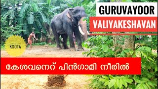 Guruvayoor valiya keshavan |  ഗുരുവായൂർ വലിയ കേശവൻ | മദപ്പാട് കുസൃതി | punnathur kotta