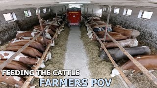 FEEDING THE  CATTLE | SMALL FARM in POLAND - CODZIENNE OBOWIĄZKI