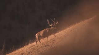 Giant High Country Mule Deer