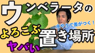 【観葉】ウンベラータの育て方