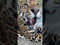 whats inside tigers mouth 🐯🐅🐅 shorts tiger lion animals funny zoo celebrity viral food lol