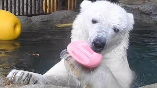 しろくまピースピンクの湯たんぽで遊ぶ♪とべ動物園にて