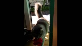 Flower Gifting Cat - Part 1