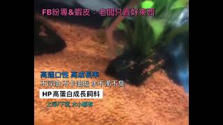 HP高蛋白成長飼料010-河豚