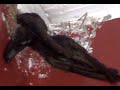 stealth f117 birds make nest in the house1.3gp