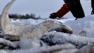 ПОЛ ДНЯ КОРМИЛ КОРЯГУ И ТУТ ЗАТРЕЩАЛИ ЛЕСКИ!! Крупная Сибирская Плотва на безмотылку. Рыбалка на Оби