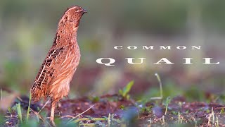 Common Quail bird sounds