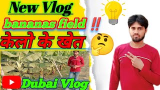 Most beautiful bananas field ‼️New Vlog ‼️ Dubai Vlog ‼️✅