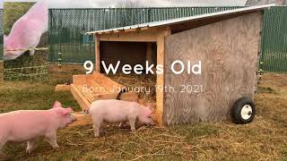 Pigs moved into their new pasture!  Wow did you know these piglets will be 250lbs in only 6 months.