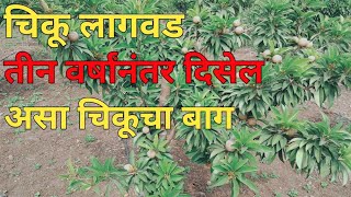 चिकू लागवड करून तीन वर्षे पूर्ण /chiku laguard