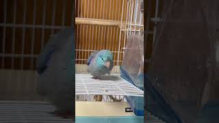 マメルリハインコ爽ちゃん♂真夜中の水浴び