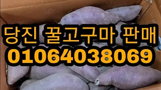 당진 명품 꿀고구마 팔아요