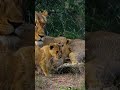 When lion cubs' dinner walks away 🤣