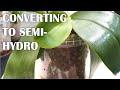 Converting Orchids to Semi-Hydro | My Method - Tips for Successful Adaptation | Phalaenopsis Orchid