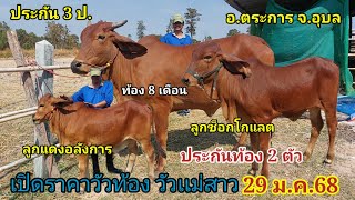 เปิดราคาวัวเเม่สาว วัวท้อง (29ม.ค.68)บอย บ.ดอนงัว อ.ตระการพืชผล จ.อุบล