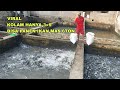 VIRAL!!! KOLAM AIR DERAS HANYA 3×9 BISA PANEN IKAN MAS SEBANYAK 6TON