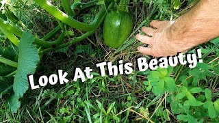 The Pumpkins & Squash Are Exploding!