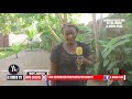 kosibana bana batala nene ndjora alakisi en live ndenge ya kosibana