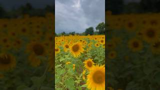 SUNFLOWER GARDEN | 2024|സൂര്യ കാന്തി പാടം 🌻| GUNDALUPET|