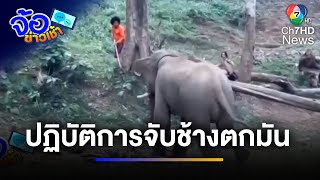 วุ่นกันหมด ! ปฏิบัติการจับช้างตกมัน | จ้อข่าวเช้า