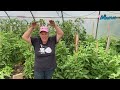 pourquoi mes fleurs de tomates tombent elles avant de donner un fruit 🍅 capsule marthe laverdière