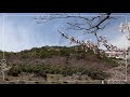 『桜』防府天満宮の開花状況レポート【2021 3 24】