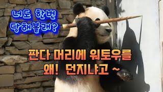 푸바오의 진정한 팬이 아니었나봐~ #푸바오경련 #healing  #panda #에버랜드