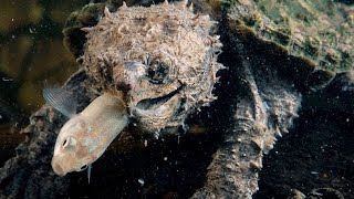 turtles ancient ocean dweller
