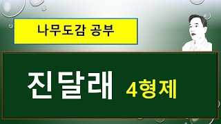 진달래 4형제 : 진달래. 산진달래. 털진달래. 흰진달래의 서로 다른 차이점.