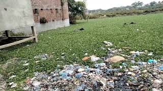 How do water buffaloes consume kachuripana food? জলাশয়ে মহিষ কিভাবে কচুরিপানা খাদ্য হিসেবে গ্রহণ?