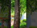 나무를 붙잡고 한없이 우는 매미 cicadas that hold onto trees and cry endlessly