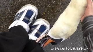 「コブちゃん、リフレでバイト中の巻」　キタロウ王子(オスのコブ白鳥)。