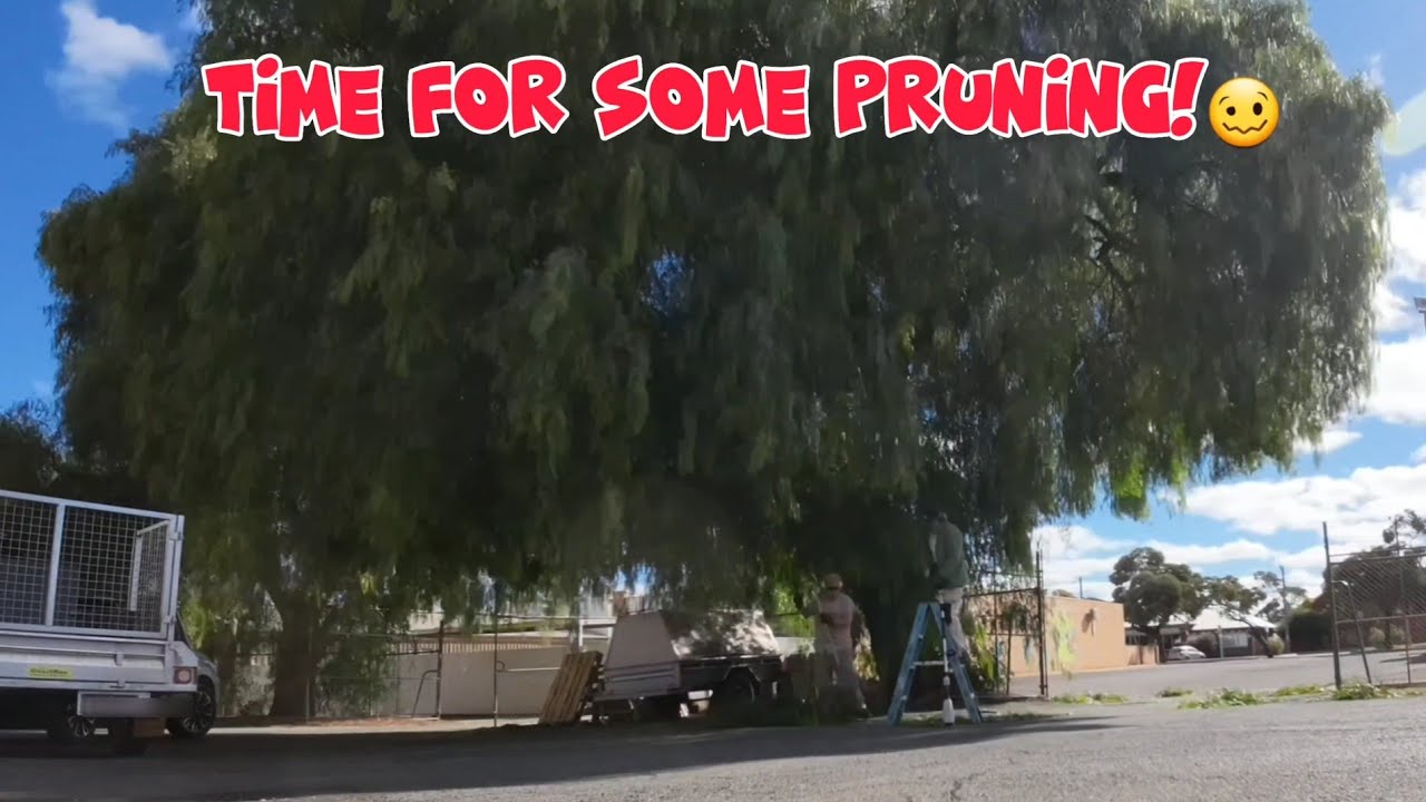 Timelapse Tree Pruning Youtube