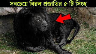 পৃথিবীর সবচেয়ে বিরল এবং বিচিত্র ধরনের ৫ টি সিংহ | শুধু সৌভাগ্যবানরাই এদের দেখার সুযোগ হয়