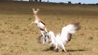 Gazelle Mum Battles Huge Martial Eagle to Save Baby | World Wild Web