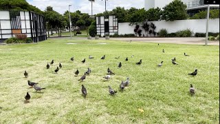 Daily life in Surfers Paradise.    澳洲黃金海岸