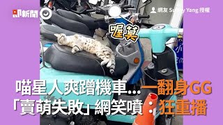 喵星人爽蹭機車...一翻身GG 「賣萌失敗」網笑噴：狂重播